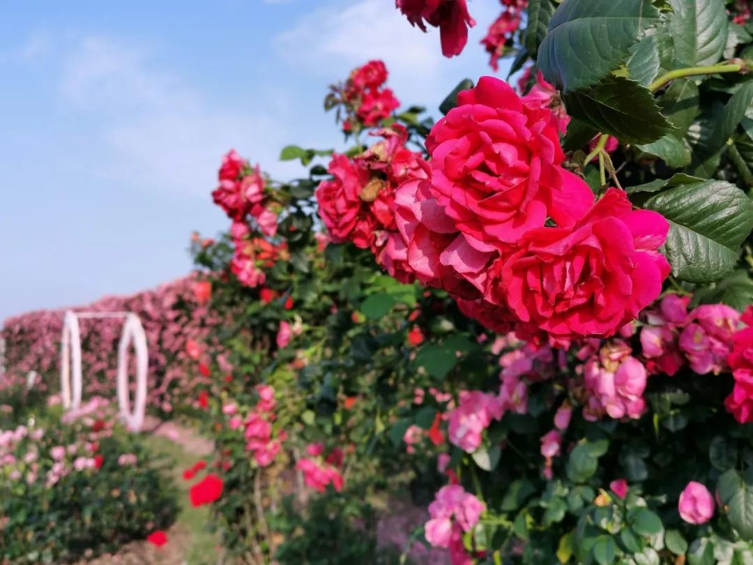 上海最大薰衣草公园,上海薰衣草公园迪士尼