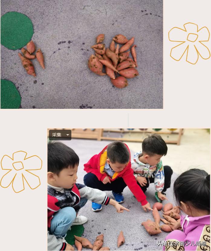 幼儿园红薯生成课活动方案,幼儿园科学教案红薯的成长过程