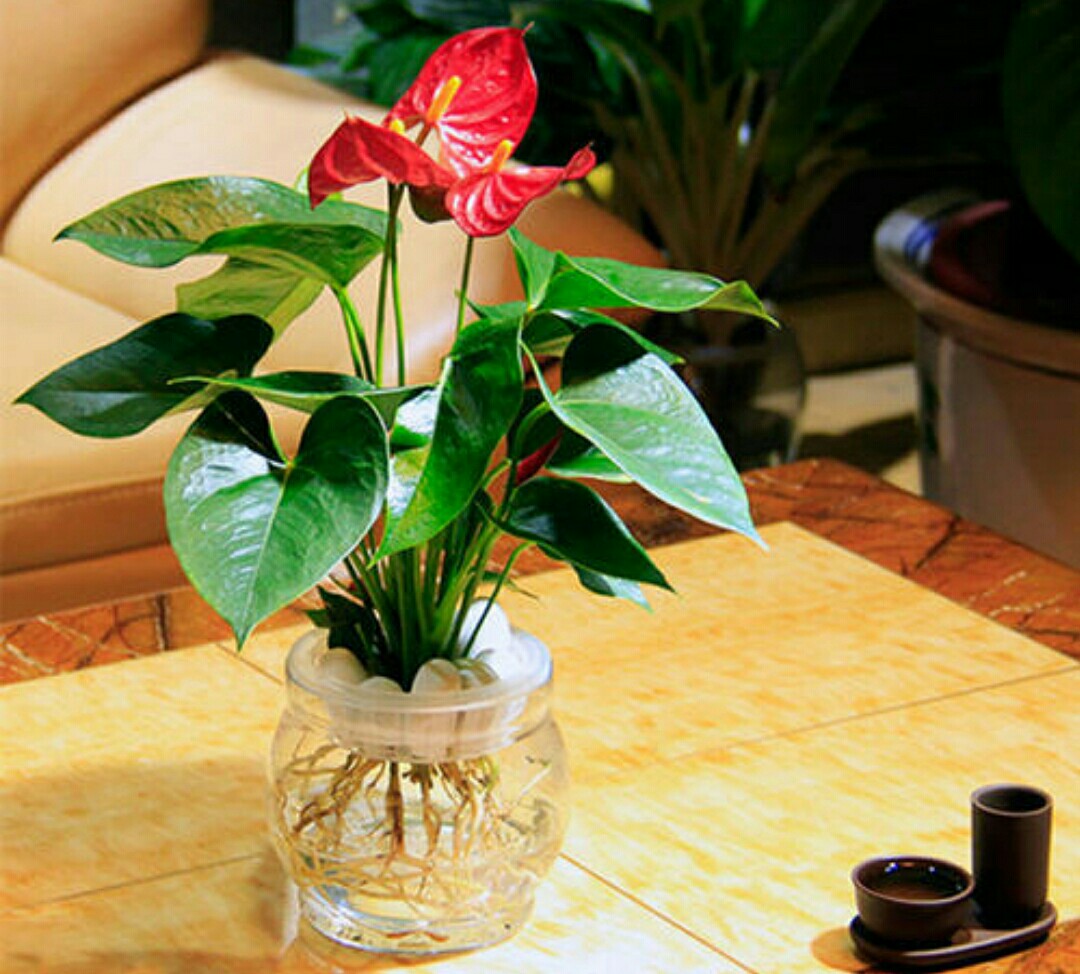 水培养花养鱼新手技巧图解,水培养花知识大全与技巧