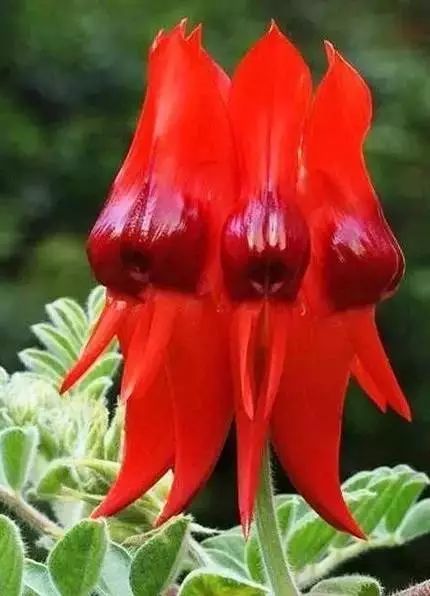 世界顶级奇花异卉,最美奇花异卉