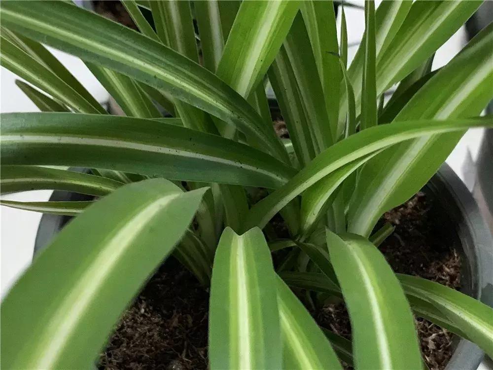 吊兰蔫了怎么办,吊兰变黄了怎么补救