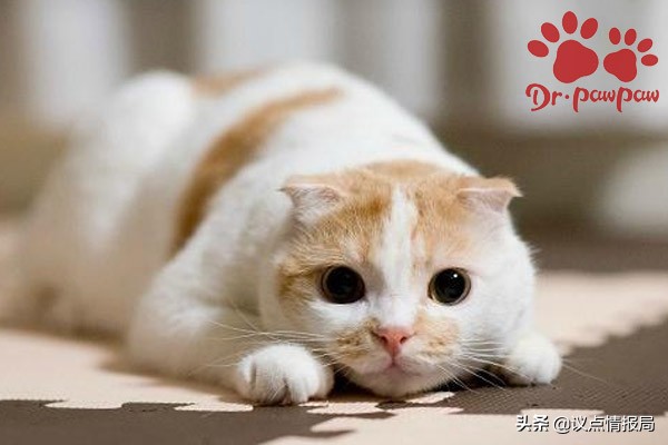 爪爪博士治什么病,怎么分别猫腿骨折还是扭伤