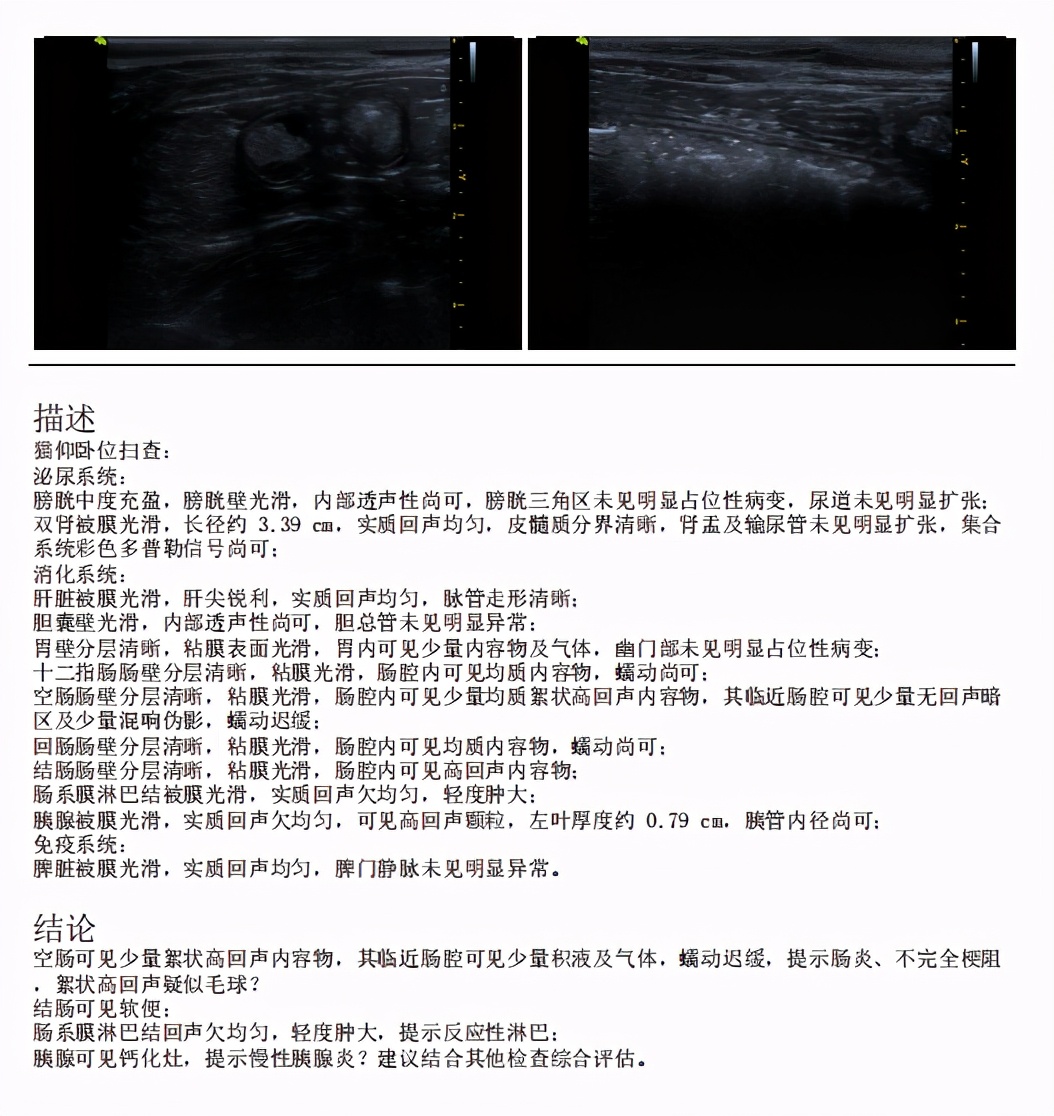 猫咪患ibd慢性肠炎怎么治疗,猫咪肠胃炎之后总是软便怎么调理