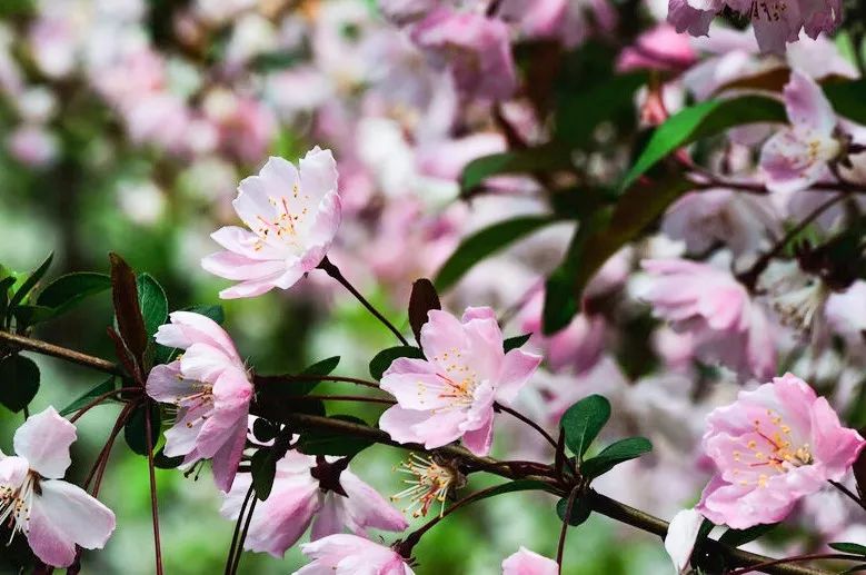 小众赏樱胜地,魔都赏樱旅游攻略