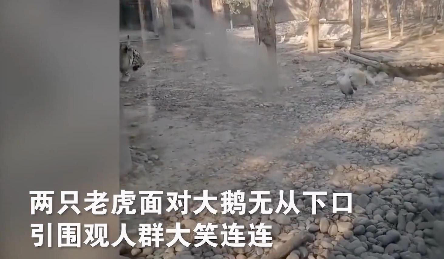 老虎幼崽追大鹅被反杀逃进笼,大鹅大战老虎老虎被吓瘫软