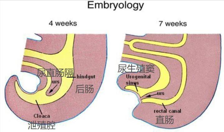 为什么一些动物的排泄器官和交配器官是同一个?人类却不是如此?