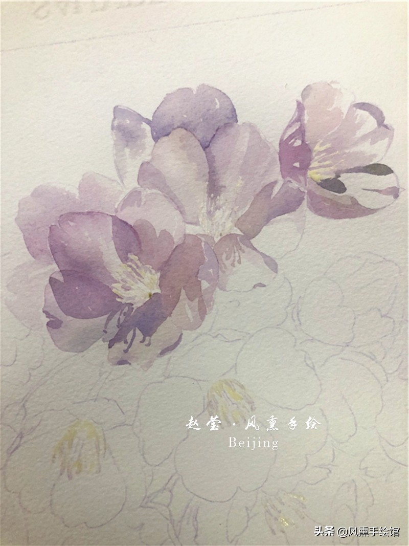 美丽的水彩樱花,水彩樱花图