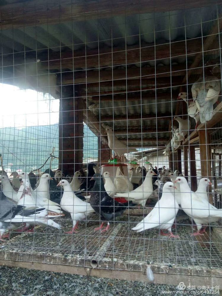 种农高手,农业高手