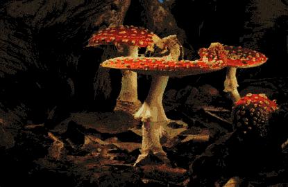 隐翅虫的毒性有多强,隐翅虫黑色的幼虫有毒吗