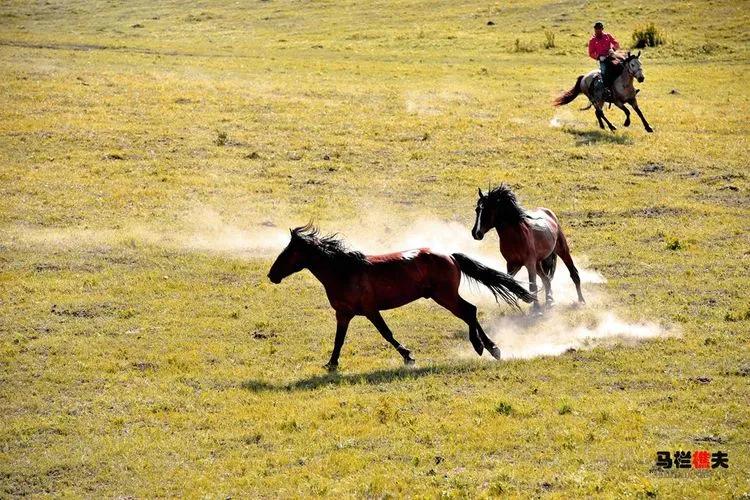 布里亚特牧民骑马摄影作品,草原蒙古族服饰摄影