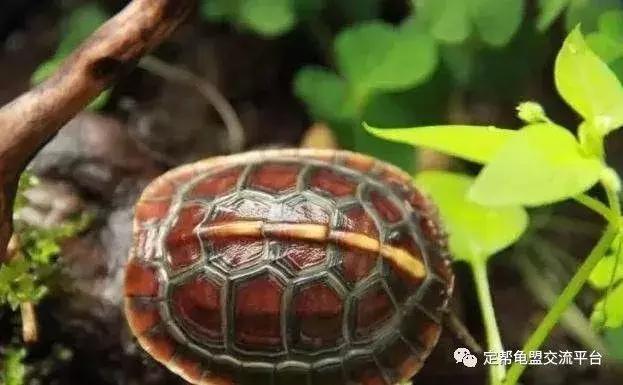 黄缘龟怎么养,黄缘龟吃什么