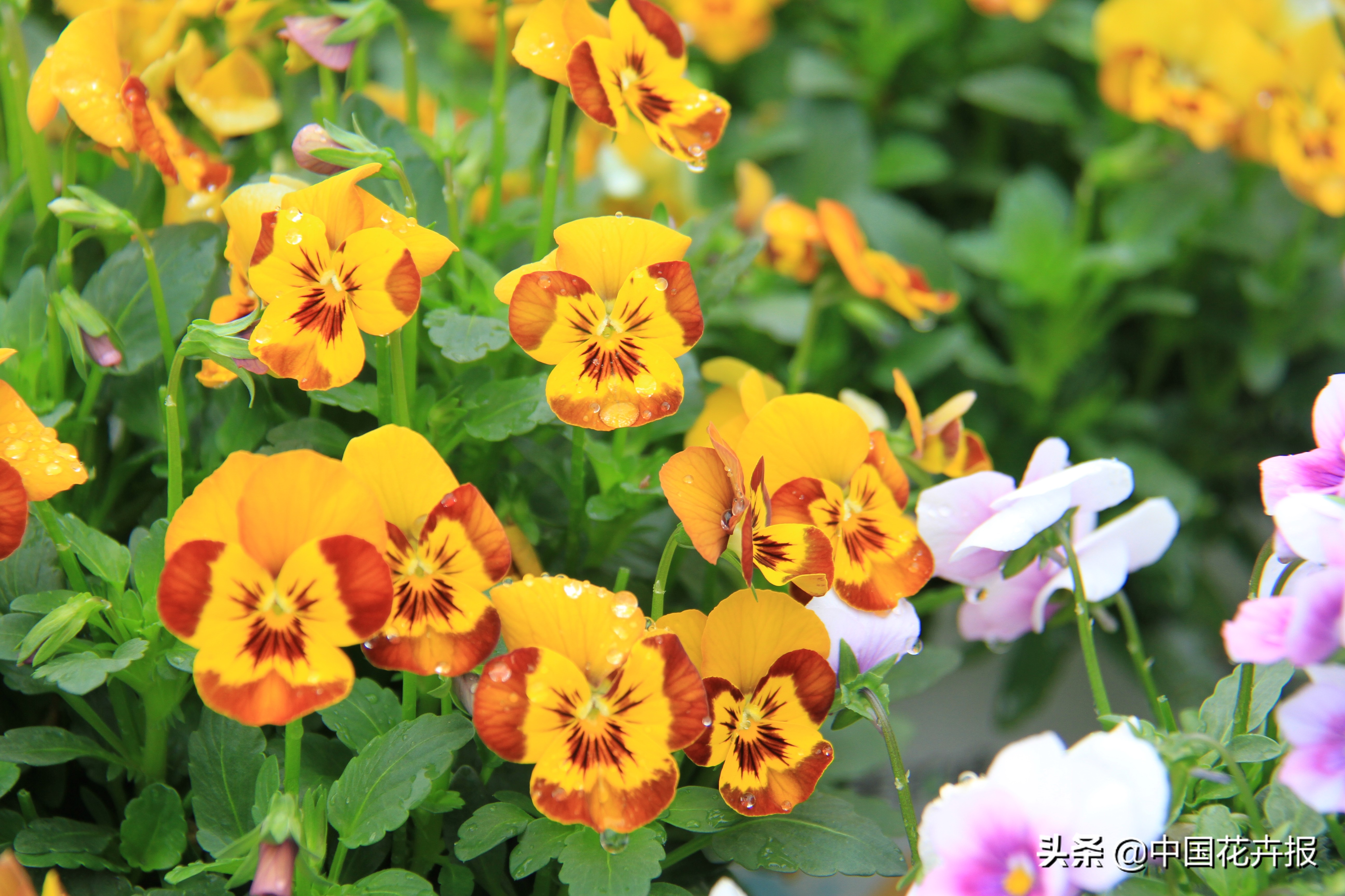 花园必备植物大全,花园常用植物科普