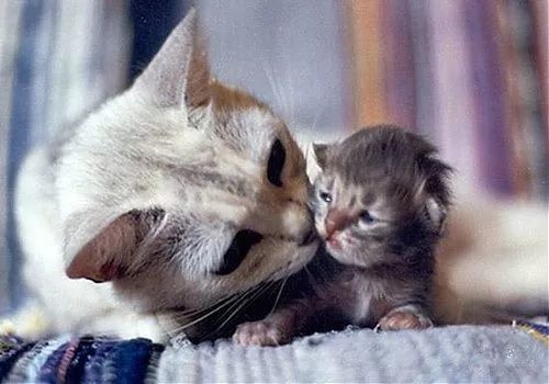 体型小的猫怀孕期间要注意什么,猫长胖只长肚子怎么办