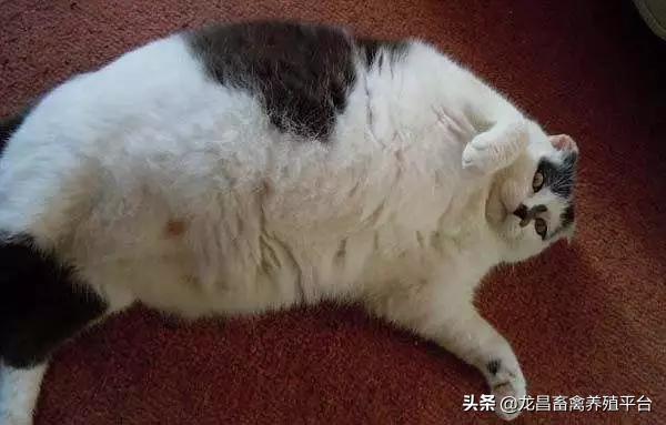 宠物肥胖咋办,怎么判断宠物肥胖了