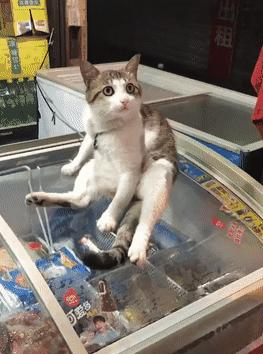 全网都以为复旦大学的猫被偷了，几天后…气得想骂猫