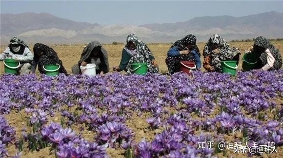 藏红花假的最简单辨别方法,藏红花真假鉴别图片
