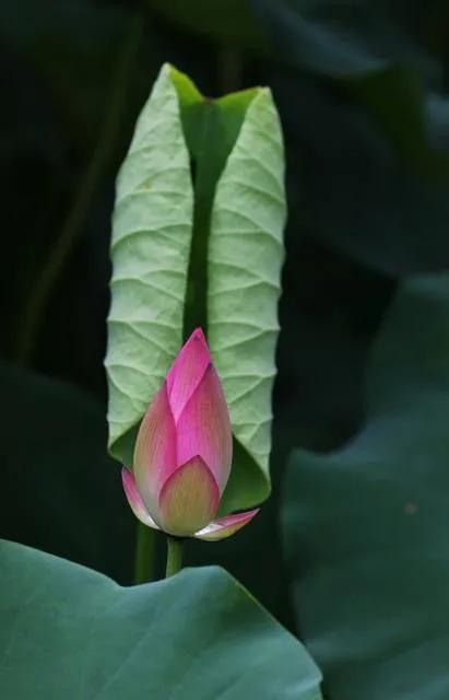 心静天地宽,心宽无忧心静无虑简单自在