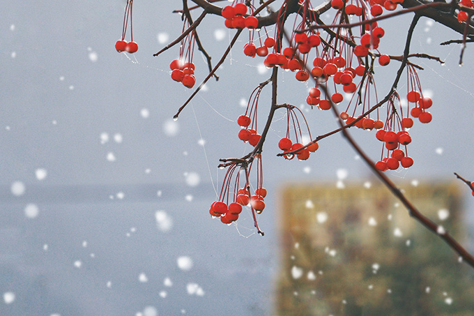 浮生只合尊前老雪满长安道朗诵,浮生只合尊前老雪满长安道谁写的