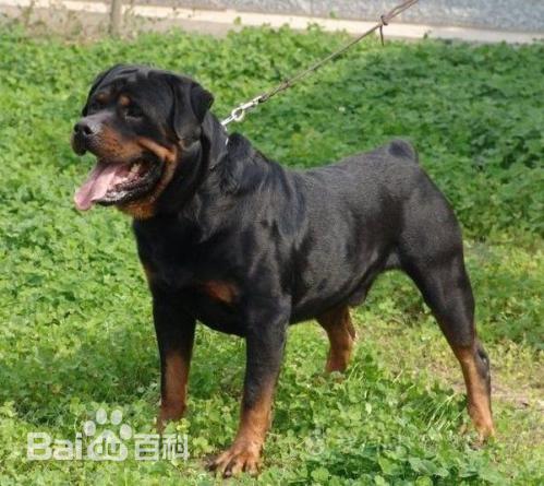 宠物狗大全免费观看,什么狗最好养又听话又聪明大型犬