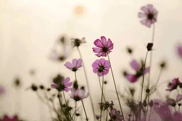 妇科炎症要吃什么药才能治愈,妇科炎症喝什么中药调理