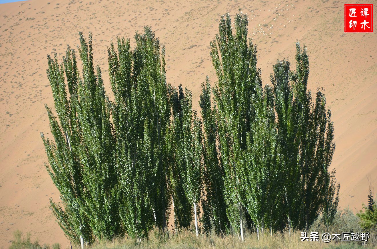 当木工学徒,当木匠的故事