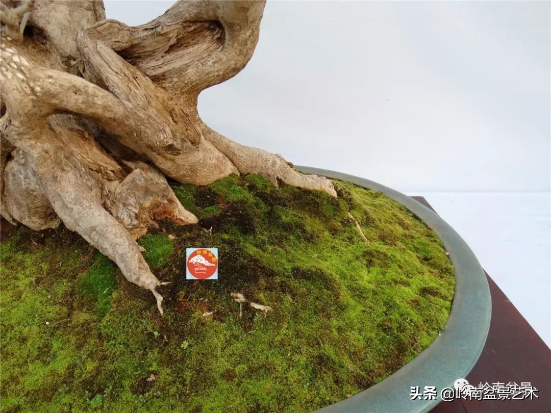 盆景对节白蜡是什么树,对节白蜡盆景是什么树