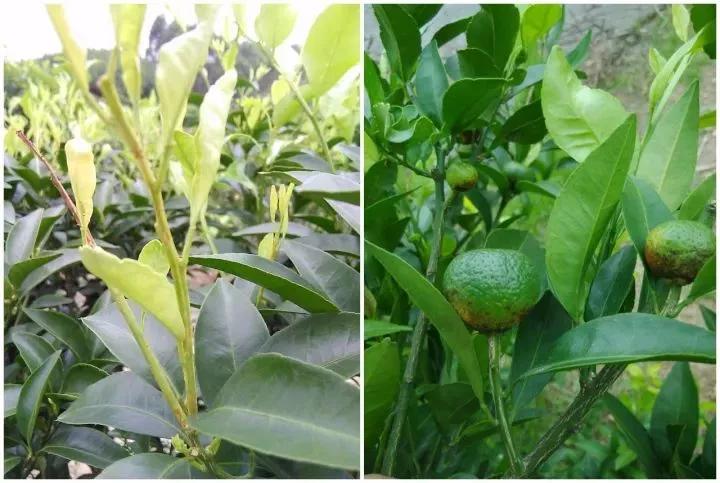 作物缺素原因及症状对照表收藏版,作物营养缺素诊断与科学施肥