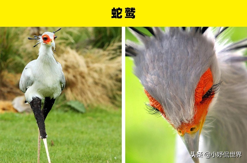 罕见且珍贵的鸟类：5种有钱也未必能够买到的鸟类