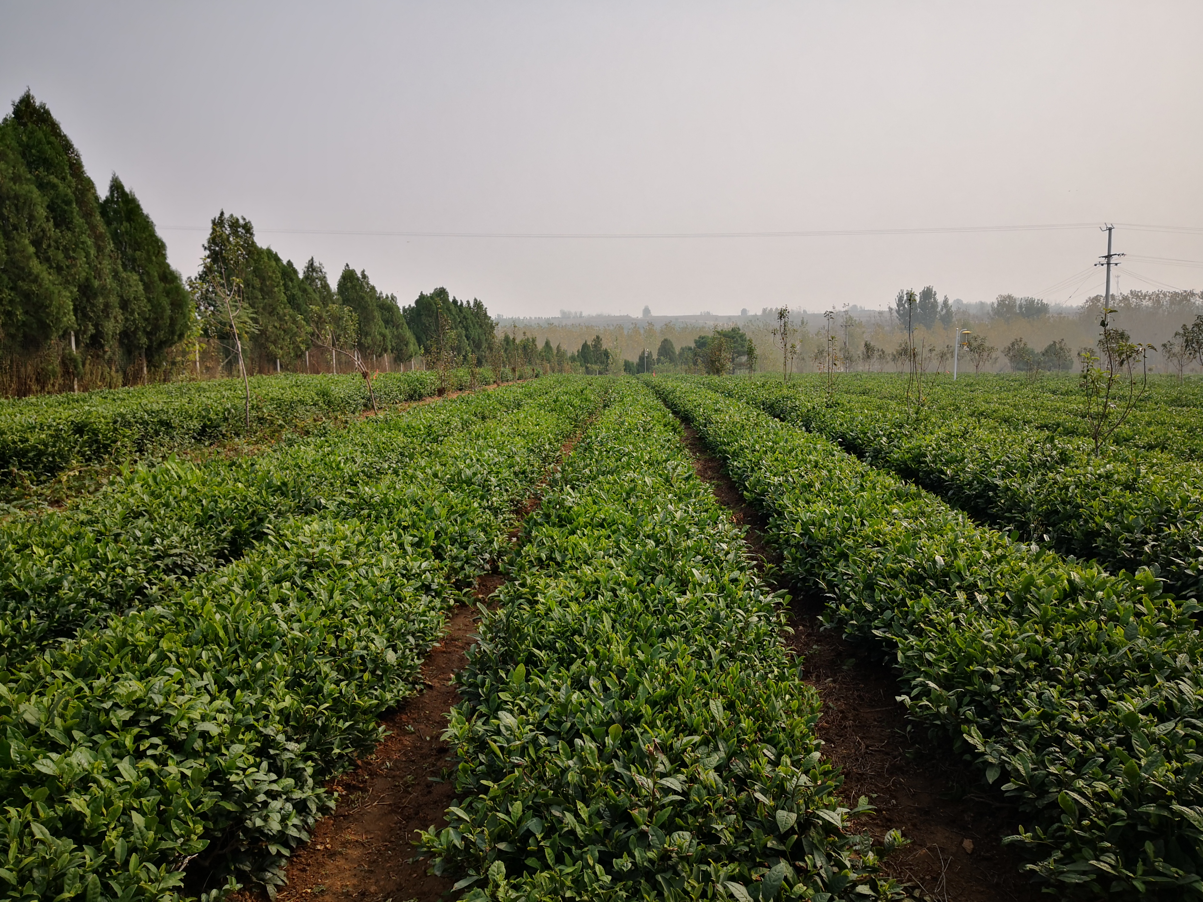 临沂市关于乡村振兴,临沂乡村振兴观摩莒南