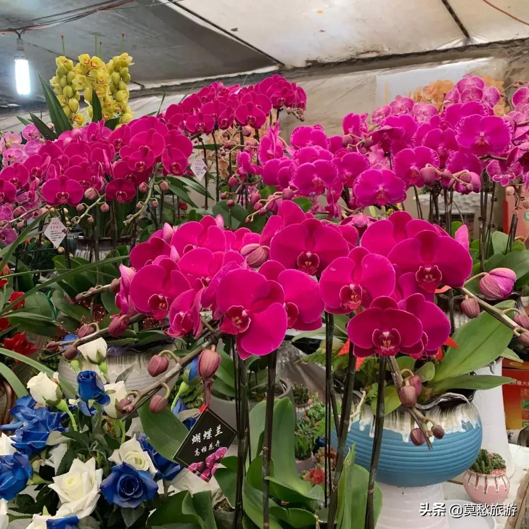 南京最大的花卉市场在哪里,南京最大花卉市场在哪里