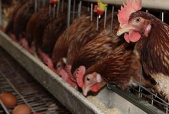 滑液囊支原体预防措施,滑囊炎支原体流行特点和防治措施