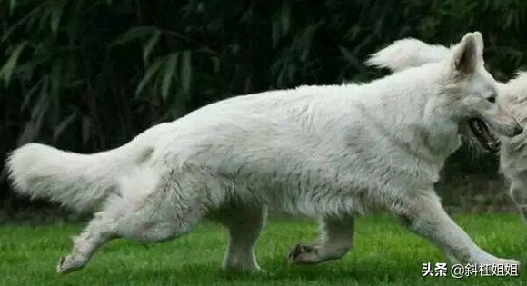 白色德牧和萨摩耶杂交犬,萨摩耶犬德牧