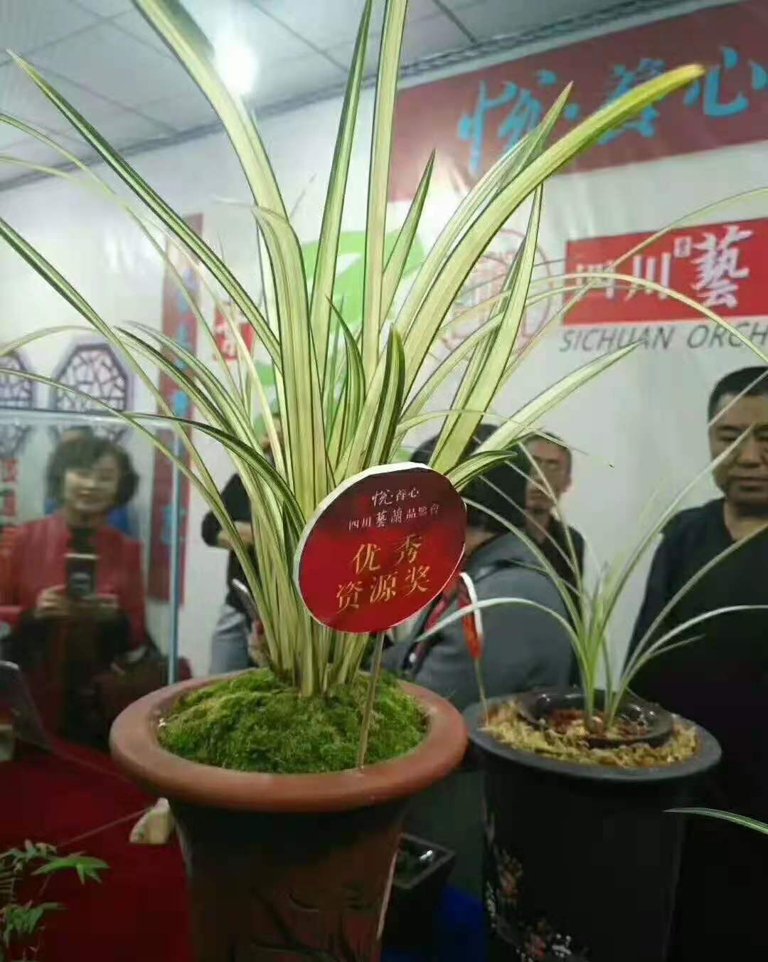 四川艺兰品鉴会上一盆标价高达1680万春剑多艺，曾轰动整个兰界