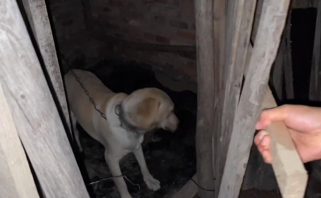 拉布拉多被卖到狗肉馆小主人哭,拉布拉多送狗肉馆被救下