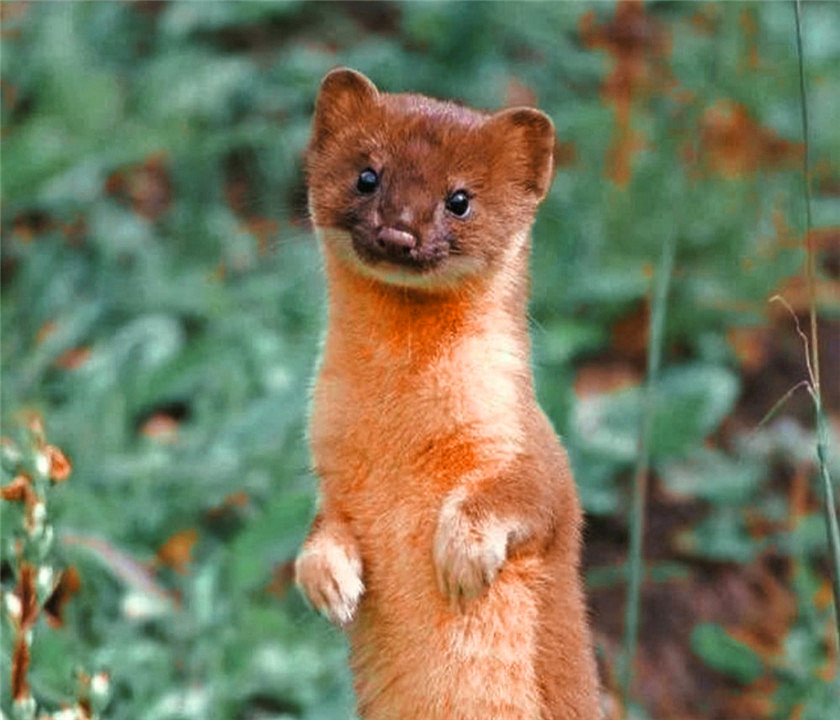 为什么长辈说黄鼠狼不能杀,黄鼠狼为什么不能杀科学依据