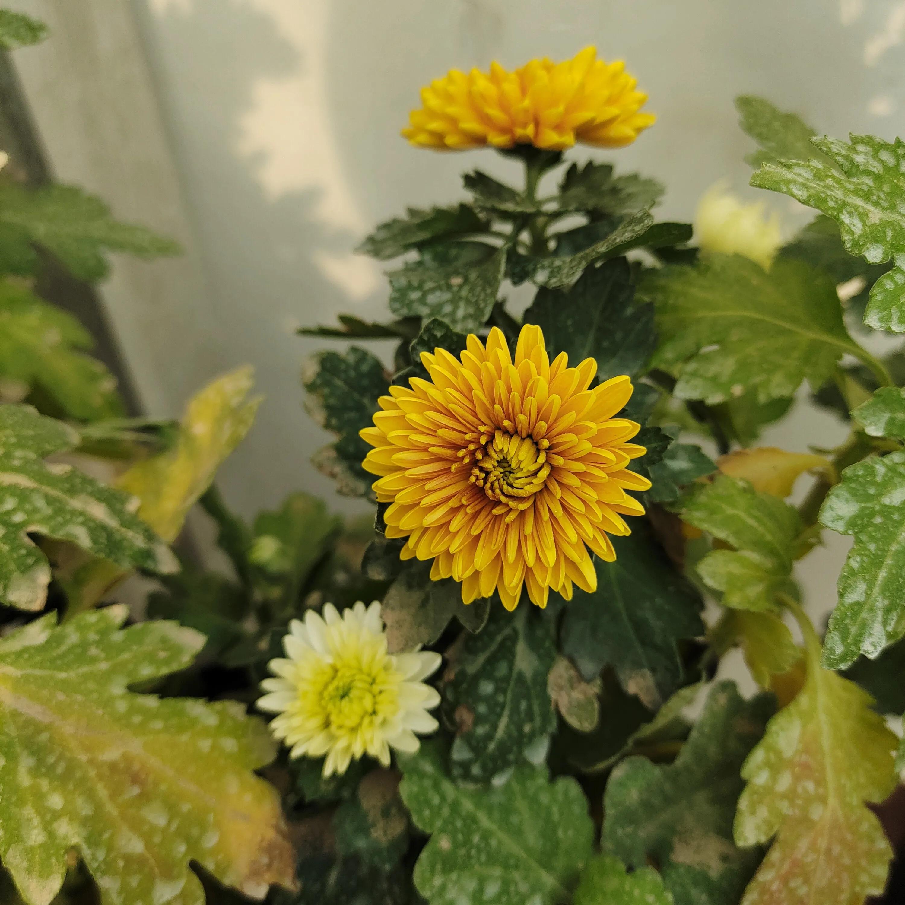 菊花苗怎样种植成活率高,拼多多上买的菊花种子是真的