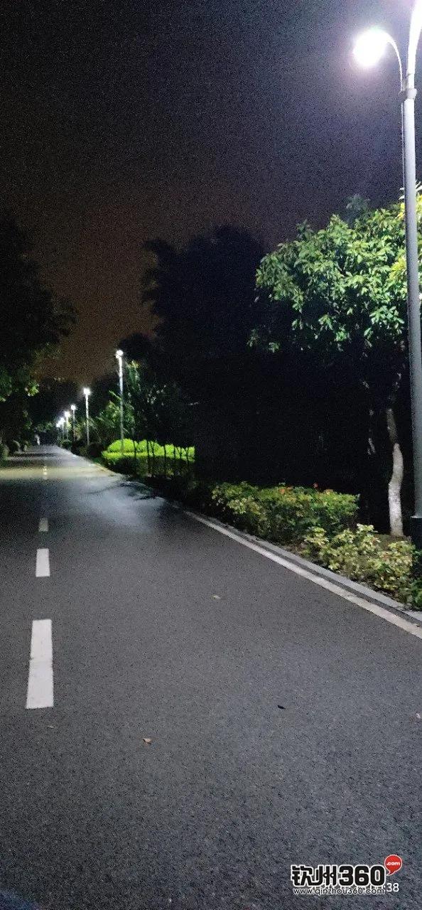 好惊！钦州有人在钦江边散步遇到“银包铁”，狗对着蛇狂吠