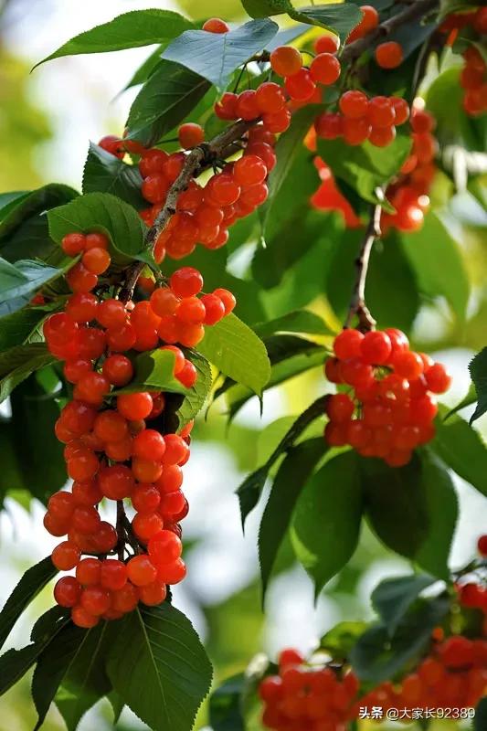 汉源土特产有哪些,汉源才有的美食