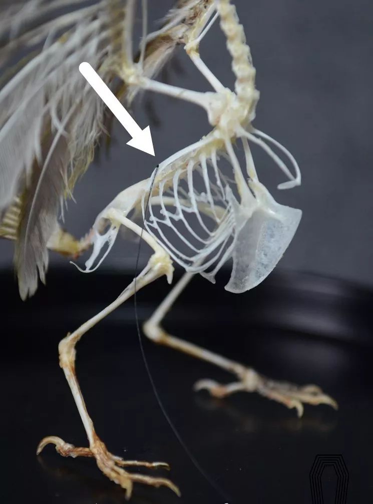 捡的动物尸体做标本收藏,现场解剖动物尸体