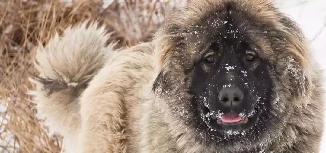 哪种犬可以单挑过老虎,能战胜狼的猛犬