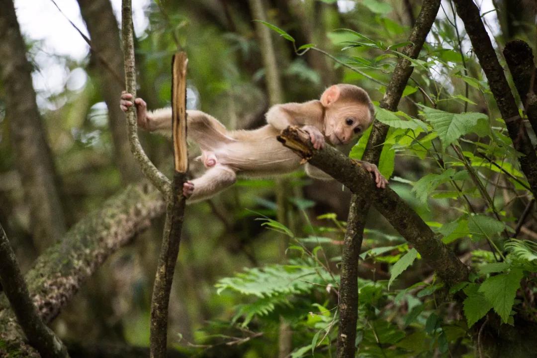 雅安这几天发生的车祸,这就是雅安原版