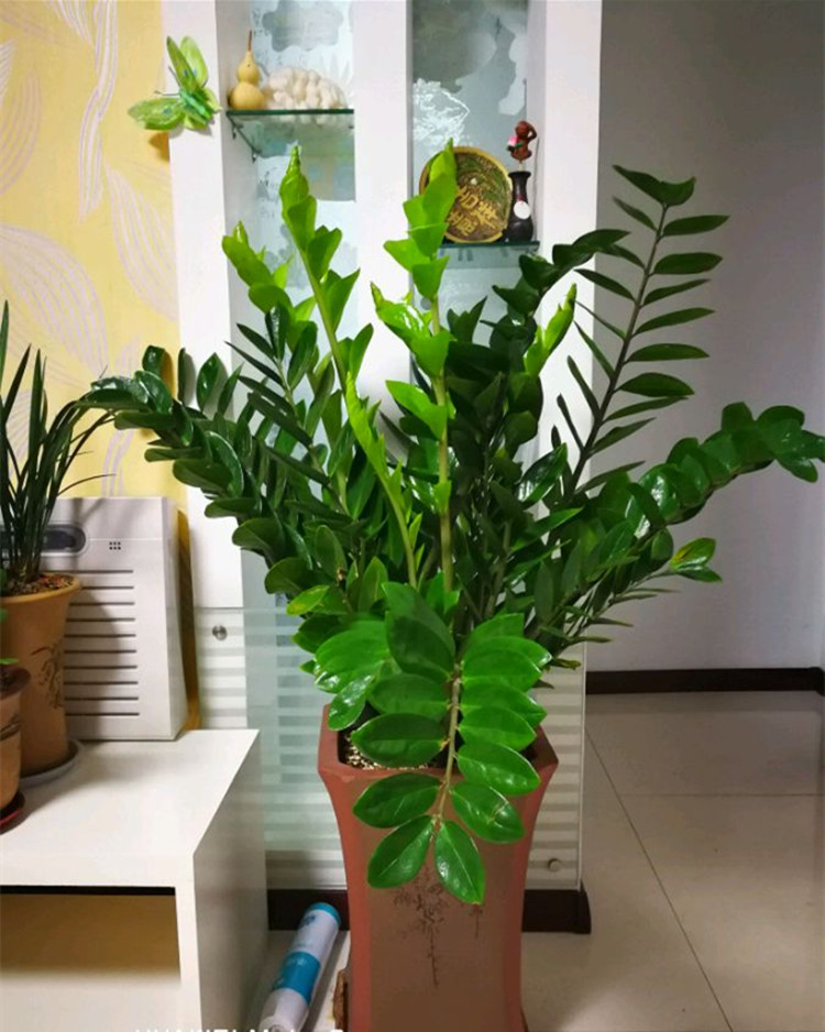 室内可以养的十大吉祥花,最好养的吉祥花有哪些