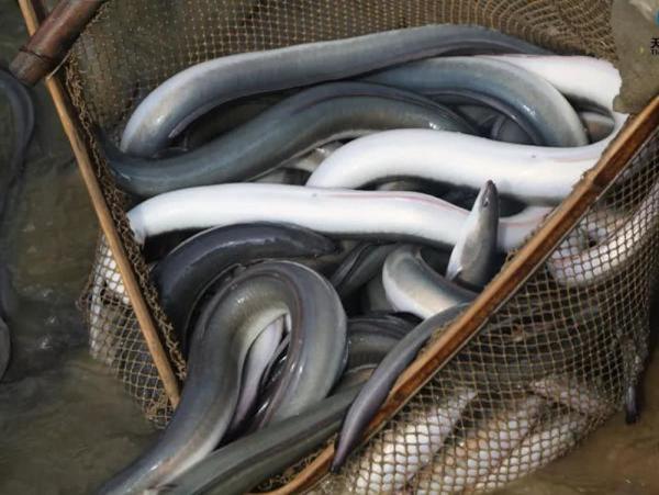 长春网友：它一生产一次卵，在日本被誉为水中人参，卖到300一斤