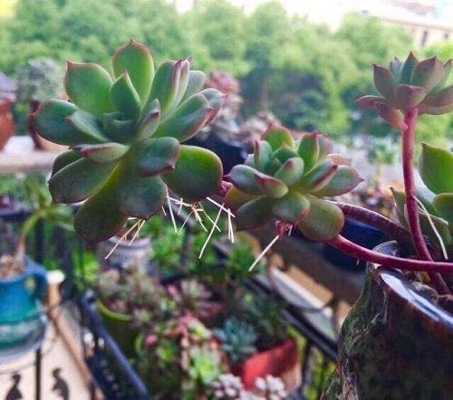 多肉长小白点怎么解除,多肉突然长出小胡须