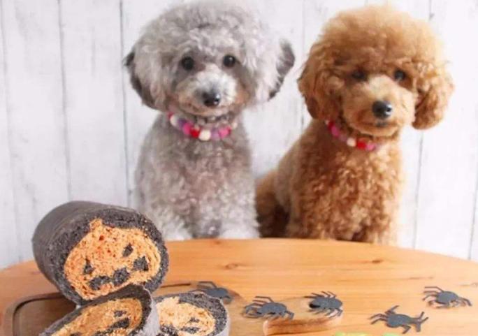 贵宾犬面对主人哭泣时的几种表现,贵宾犬忠诚于你的5大表现是什么