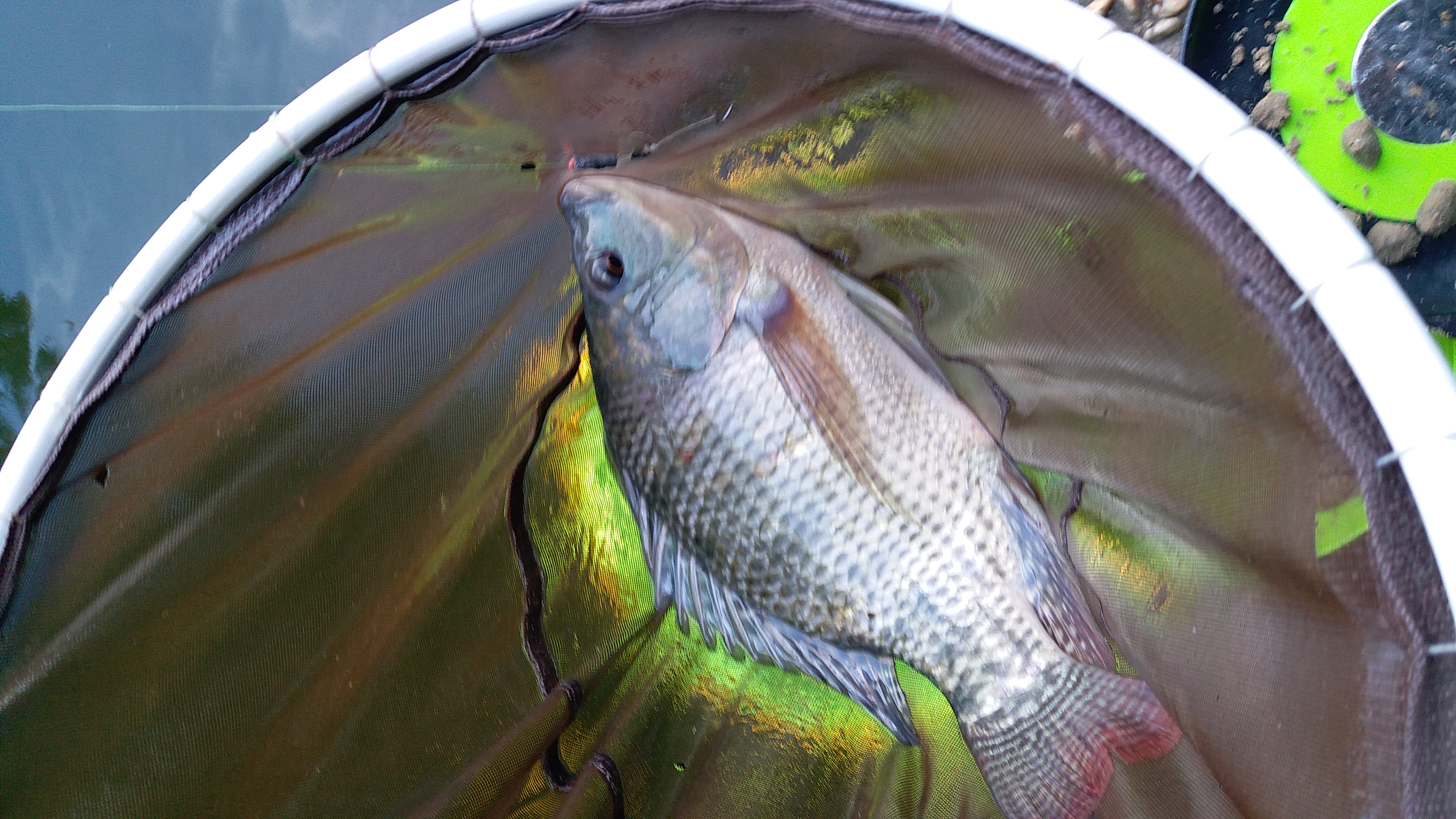 pe线主线和尼龙线子线搭配方法,尼龙线当子线好还是pe线当子线好