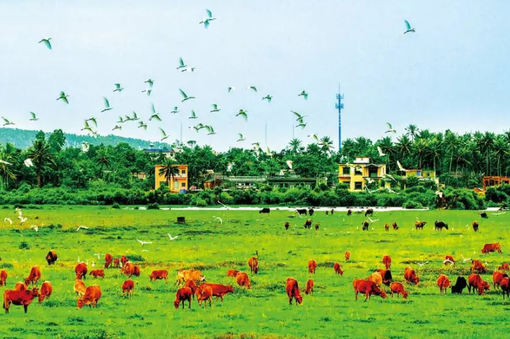 海南矿产资源储量,海南槟榔之乡