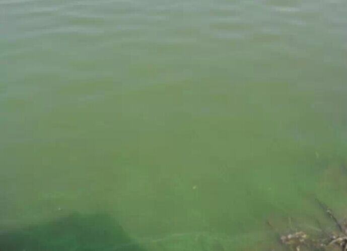 水产养殖治蓝藻最好方法,水产养殖蓝藻怎么防治