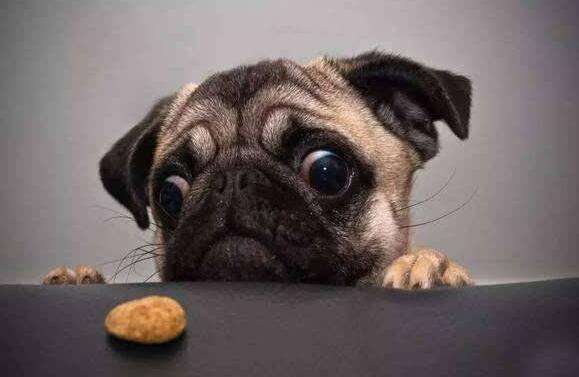 柯基狗狗挑食不吃狗粮怎么办,狗狗挑食不吃狗粮怎么纠正