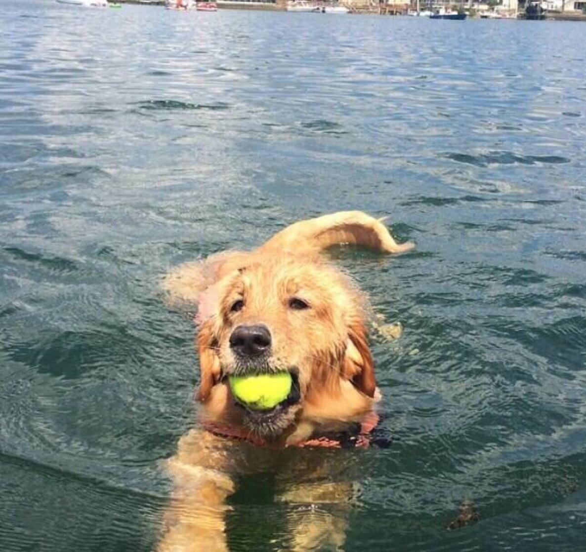 金毛好养吗爱乱跑吗,金毛好养吗会乱叫吗